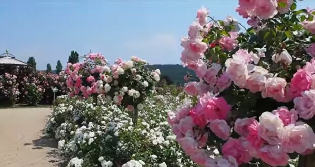 Róże. Źródło: Youtube