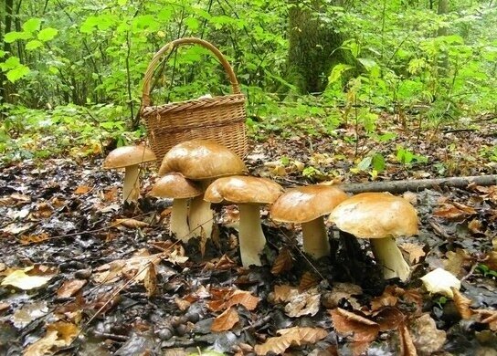 Sezon na grzyby rozpoczął się na dobre. Gdzie można znaleźć kolosalne okazy