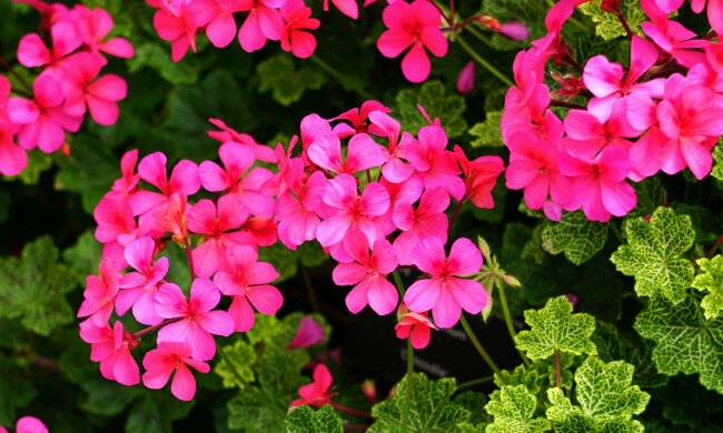 Posadź to obok pelargonii. Balkon utonie w kwiatach przez całe lato