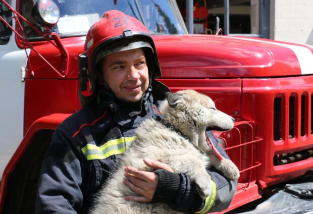 Uratowany przez strażaków pies/Twitter @SESU_UA