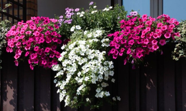 Pelargonia/Youtube