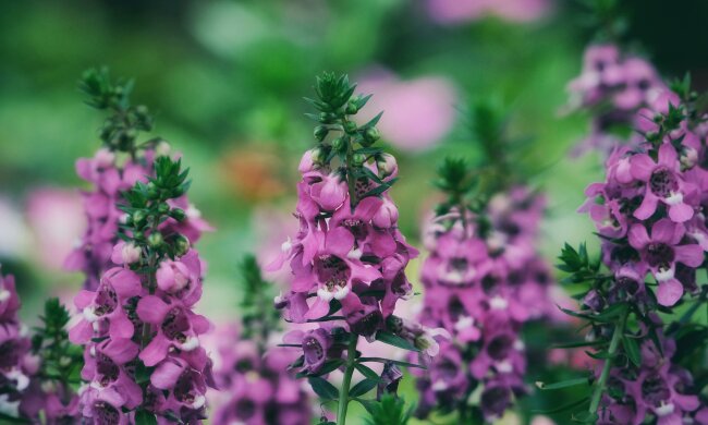 angelonia @pexels
