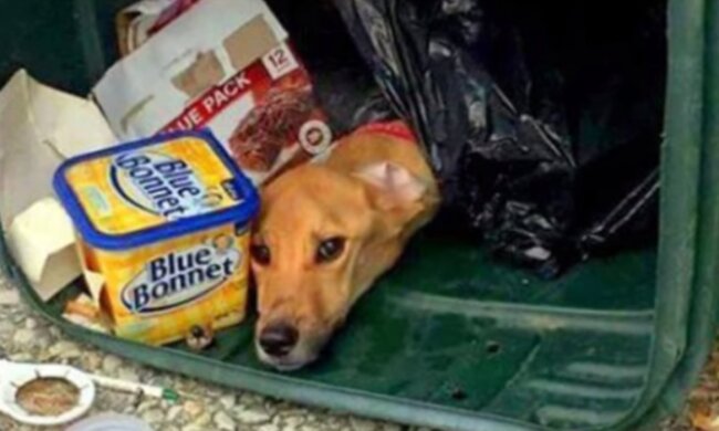 Pies wyrzucony na śmietnik/YouTube @Favorite Animals