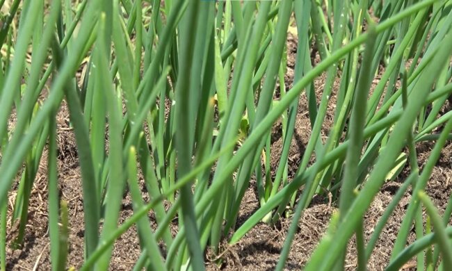 screen Youtube @urożajnyj god