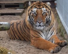 До зоопарку в Познані привезли ще тварини з України, які потребували прихистку