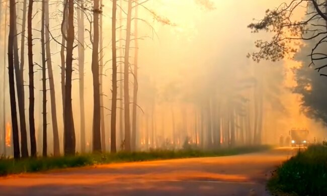 Pożar lasu/YouTube @Studio Filtrownia