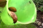 Ślimaki/YouTube @Zielone Pogotowie