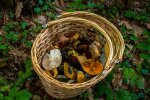 Takich grzybów nie wkładaj do koszyka. Nawet po obróbce mogą zaszkodzić