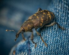 pluskwy @pexels
