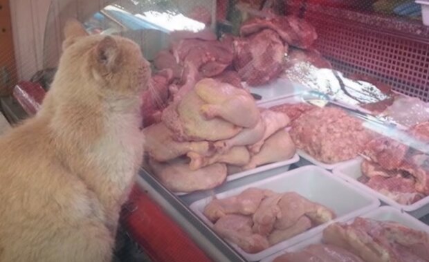 Rudy kot przychodził do sklepu mięsnego, by gapić się na mięso. Gdy udało się mu wyprosić kawałek, gdzieś go zaniósł. Wzruszająca historia
