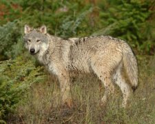 Mężczyzna szedł przez las. Nagle pojawił się przed nim wilk.  Stary lekarz natychmiast zauważył dziwne zachowanie zwierzęcia