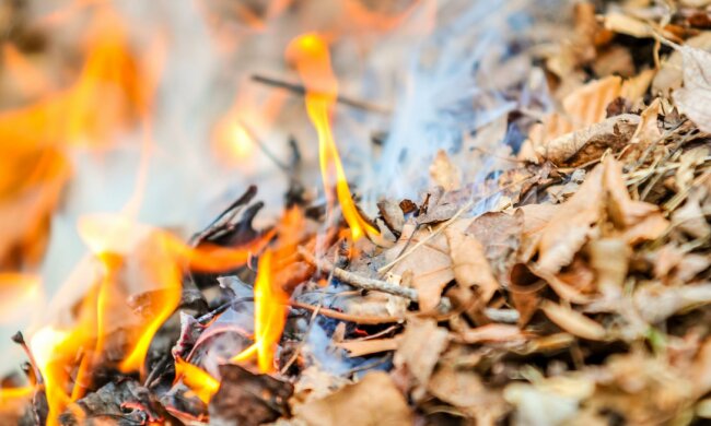 Wypalanie gałęzi i liści niesie poważne konsekwencje. Niektórzy mogą zostać nawet ukarani