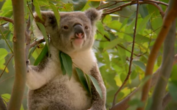 Koala/YouTube @National Geographic Polska