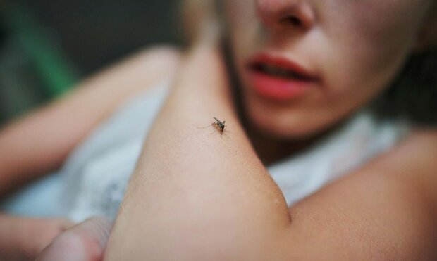 Zniknęły komary w Polsce, źródło: Rzeczpospolita