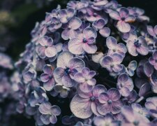 hortensja @pexels