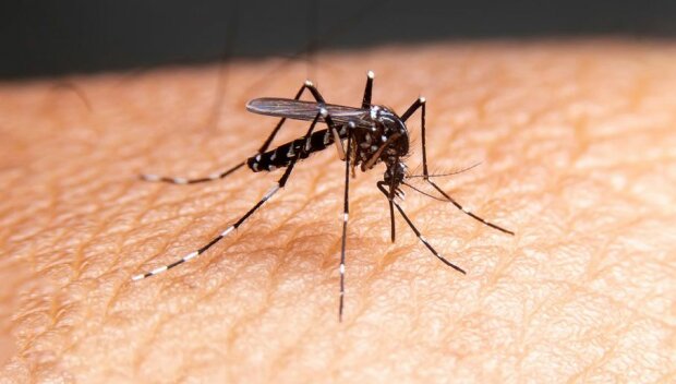 Skuteczny sposób na komary, źródło: TVP Info
