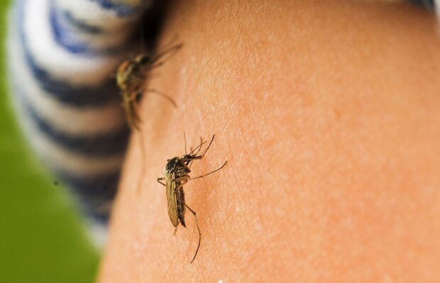 Plaga komarów atakuje Polskę. Insekty są w tym roku wyjątkowo agresywne. Specjaliści ostrzegają