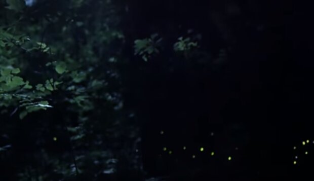 Świetlkowate w lasach/YouTube @National Geographic Polska