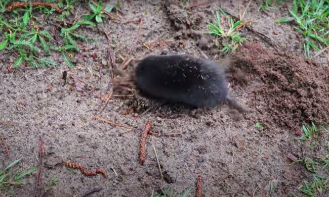 Jak pozbyć się kretów? / YouTube:  koporaknives