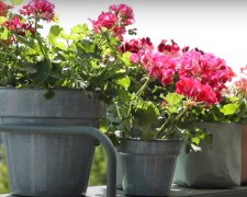 Pelargonia/YouTube @myGeranium