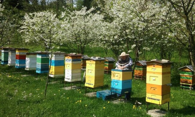 Pszczoły, Maciej Adamski.