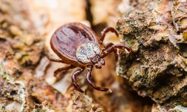 Aktualna mapa skupisk kleszczy. Sprawdź, gdzie jest ich najwiecej