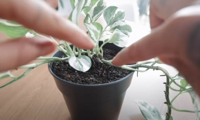 źródło: YouTube/Rachel Aust