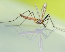 Mało komarów w tym roku!/screen Pixnio