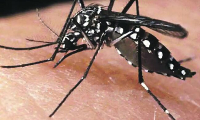 Komary, które przenoszą groźne patogeny pojawią w Europie? Naukowcy ostrzegają
