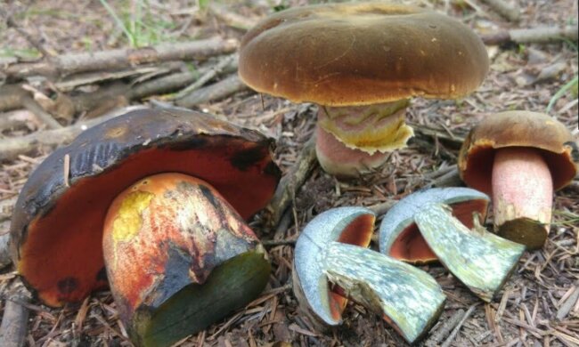 Borowik ceglastopory/YT @Paweł i Grzyby