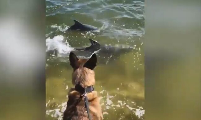 Pies Mako i delfiny/ YouTube @Short Videos