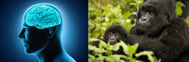 Czy goryle są mądrzejsze od przodka człowieka? Najnowsze badania naukowców dowodzą