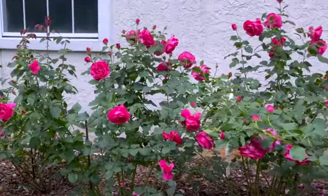 Róże, źródło: YouTube/Roses & Orchids in Tallahassee, FL