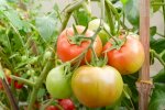 Pomidory, źródło: YouTube/ TEO Garden