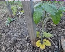 Żółte liście u pomidorów, screen Youtube @Dzienzzyciaogrodnikaamatora