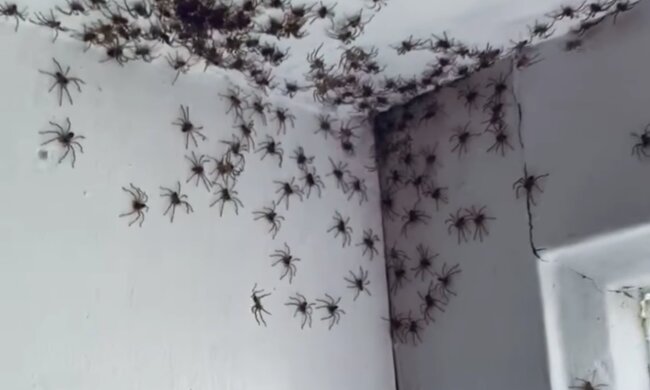 Pająki. Źródło: Twitter @PrinPeta