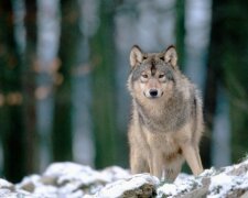 Niesamowita historia wilka, który w poszukiwaniu czegoś ważnego przebył kilkanaście tysięcy kilometrów. O co chodzi