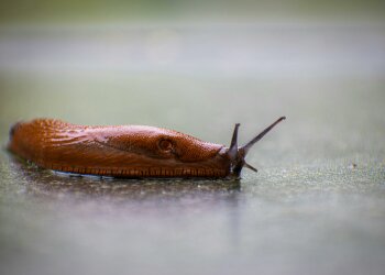 Ślimaki niszczą ogród w jedną noc. Te domowe sposoby mogą je skutecznie zatrzymać