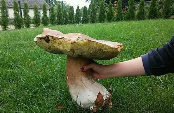 Grzyby. Źródło: wiadomosci.com