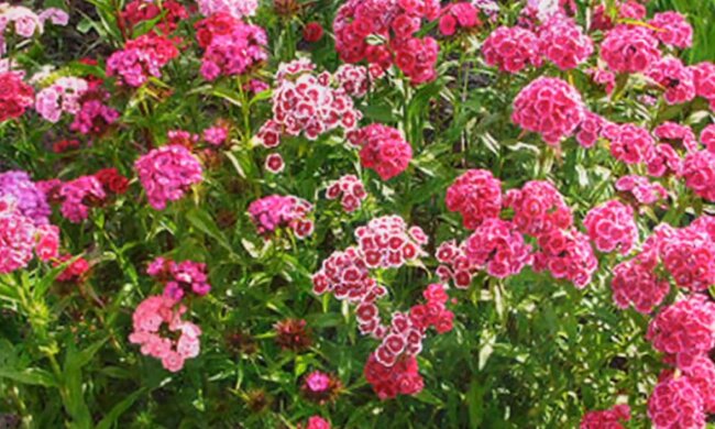 Kwiatowy horoskop Celtów, screen YT