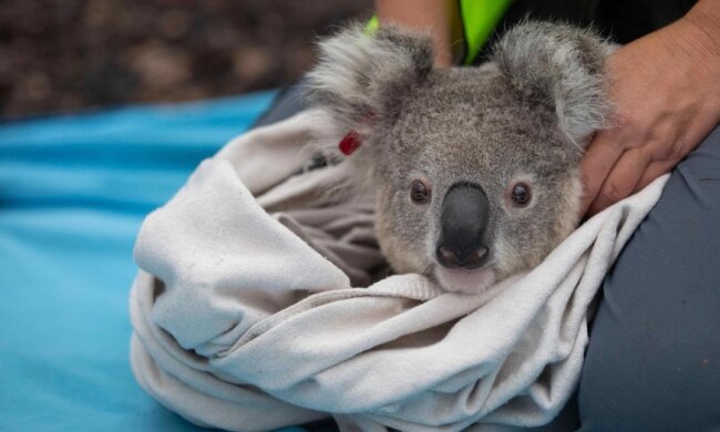 Koala. Źródlo: noizz.pl