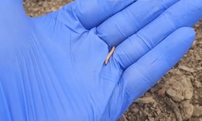 drutowce, screen Youtube @dzialkaiogrodnaszapasja