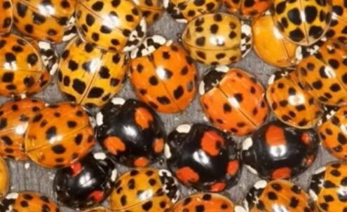 Biedronki. Źródło: Youtube