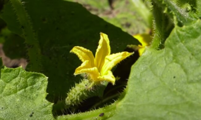 Ogórki/YouTube @ogród na co dzień