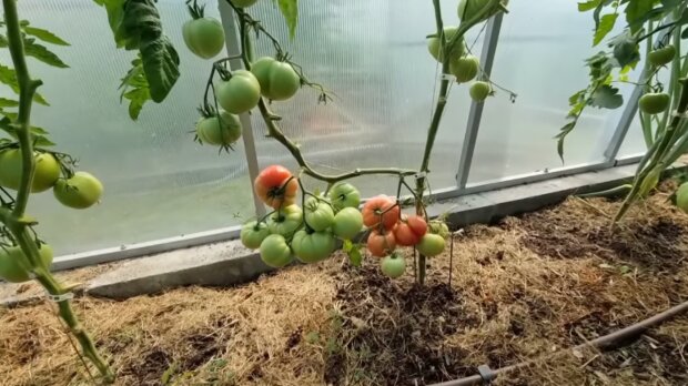 Pomidory/YouTube @DzieńZżyciaOgrodnikaAmatora