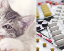 Zamiast leków, pacjent dostanie... kota! Nowatorska metoda leczenia