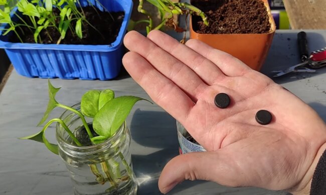 Węgiel aktywny w hodowli roślin/YouTube @Ogród na piasku