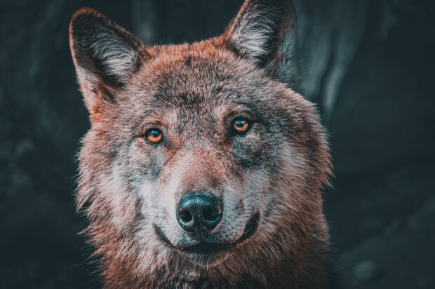 Wilk zaatakował 8-letnią dziewczynkę w parku. Dziecko ciężko ranne.  Władze ujawniły niepokojący szczegół