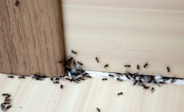 Odkryto nowy gatunek mrówek w Polsce. Zjadają się nawzajem!