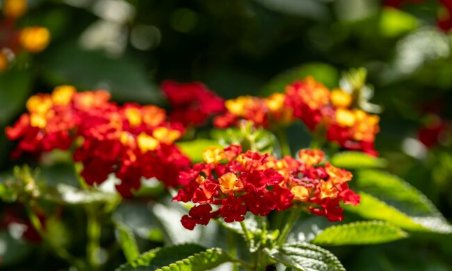 Balkon pełen kwiatów aż do jesieni. Ta roślina zachwyca bez większego wysiłku